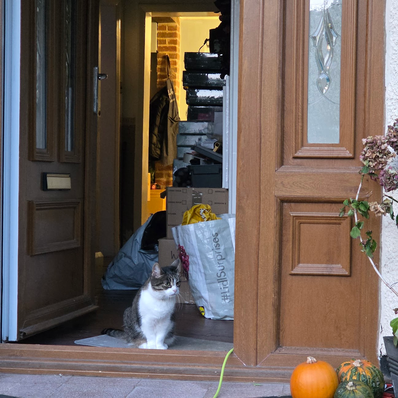 A tabby and white cat sits just inside a partially open wooden front door, looking outside. Behind the cat, the hallway is cluttered with bags and boxes, one of which has a ā#LidlSurprisesā logo. The doorway is warmly lit from inside, revealing a brick wall and a hanging coat. Outside on the doorstep are two small pumpkins and a plant with dried flowers. A tabby and white cat sits just inside a partially open wooden front door, looking outside. Behind the cat, the hallway is cluttered with bags and boxes, one of which has a ā#LidlSurprisesā logo. The doorway is warmly lit from inside, revealing a brick wall and a hanging coat. Outside on the doorstep are two small pumpkins and a plant with dried flowers.