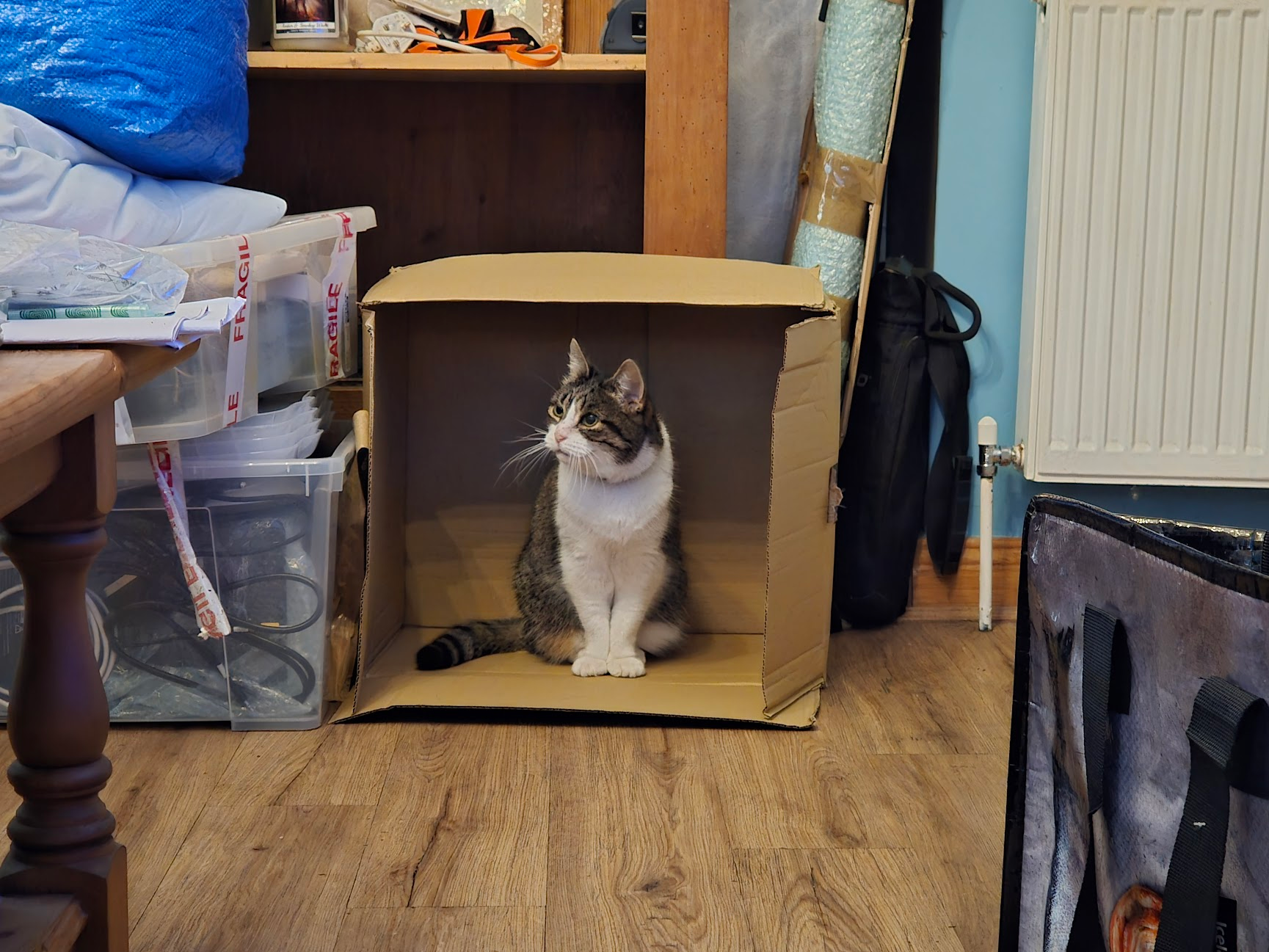 A tabby and white cat sits comfortably inside a large open cardboard box on a wooden floor. The room around it is cluttered with storage items ā plastic boxes labeled āFRAGILE,ā bubble wrap rolls, and bags. A radiator is visible on the right wall, and a table corner is seen on the left. The cat looks slightly upward and to the right with an alert, curious expression. A tabby and white cat sits comfortably inside a large open cardboard box on a wooden floor. The room around it is cluttered with storage items ā plastic boxes labeled āFRAGILE,ā bubble wrap rolls, and bags. A radiator is visible on the right wall, and a table corner is seen on the left. The cat looks slightly upward and to the right with an alert, curious expression.